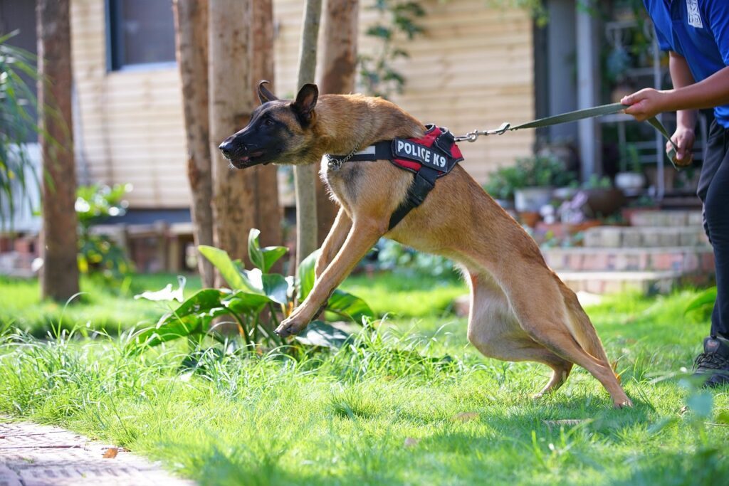 Need lawyer after bite by the dog